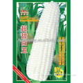 Hybrid Sweet White Corn Seed For Growing-Super Sweet White Jade